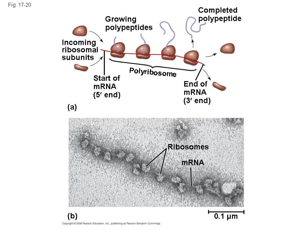 Fig. 17-20 Growing polypeptides Completed polypeptide Incoming ribosomal subunits Start of mRNA (5 end)